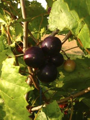 Muscadines and Scuppernongs