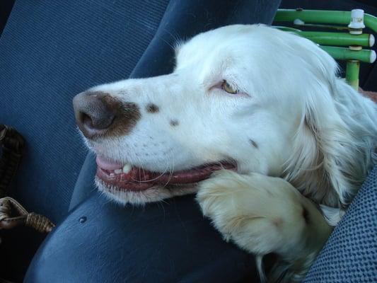 An English Setter from PAWS who found his forever home!