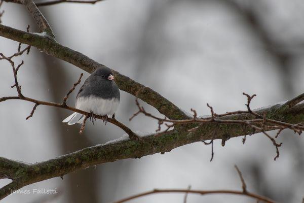 Dark-eyed Junco