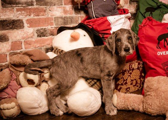 Puppies can play in Santa's workshop.