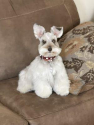 Lucy- miniature schnauzer