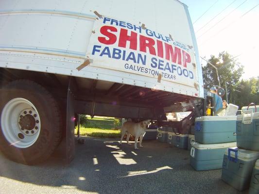 dog under truck