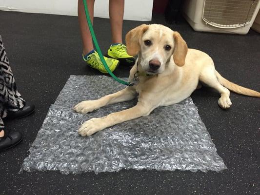 Puppy Class 
 Surface training