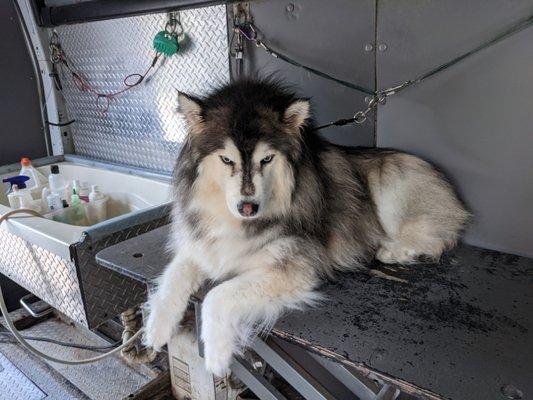 Beautiful Malamute, I did a complete brush out on him.