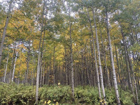 Fall colors above Mancos Colorado