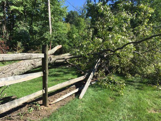 They cleaned up this 60' fallen ash tree and didn't leave behind a single stick. Wonderful work.