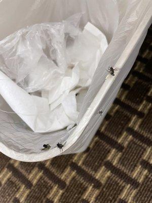 5 flies, 2 mosquitoes, and 1 ground critter found in our room at check in - too tired / late to move rooms :(