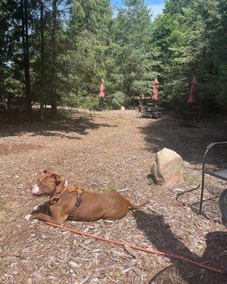 Our pup enjoying the winery