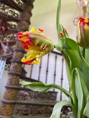 Parrot Tulips