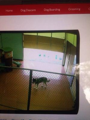 Watching our dog on live camera.