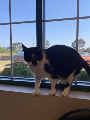 Henry exploring at the vet