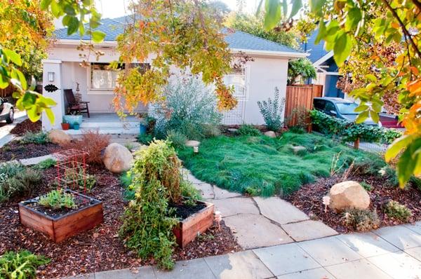 Native, low mow Red Fescue lawn with raised vegetable beds.