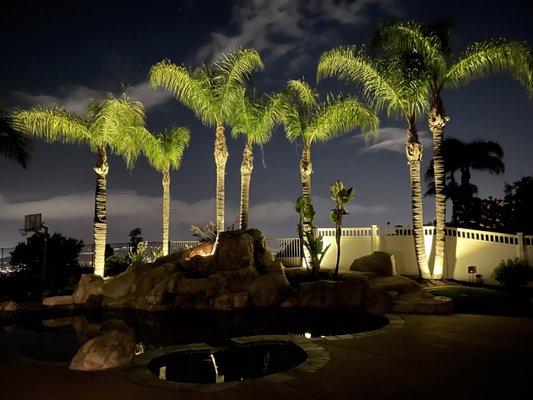 Freshly trimmed palms looking