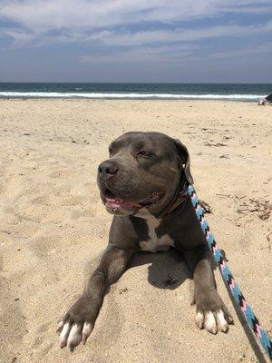 Here's another happy pup. Sunbathing