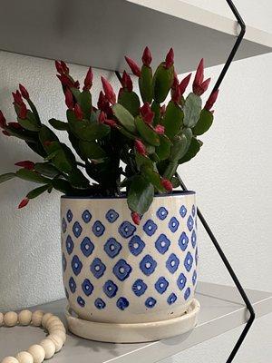 Easter cactus in pot from store.