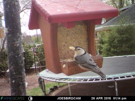 White-breasted Nuthatch eating WBU Seed from a WBU feeder captured by a WBU BirdCam.