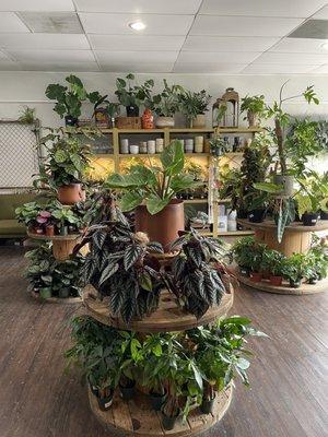 Lovely display of plants