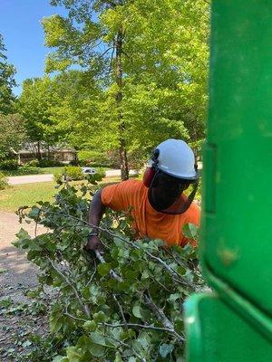 At TreeCare we have a program helping young men get started! Here is a Senior in Highschool learning and Earning!