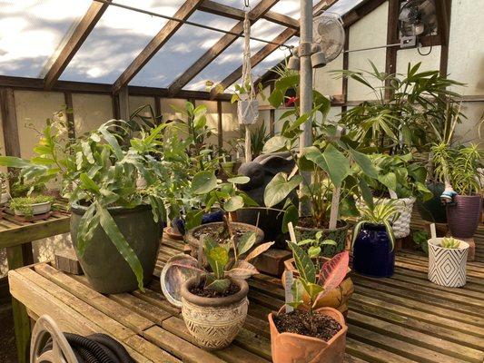 Love their indoor plant collection