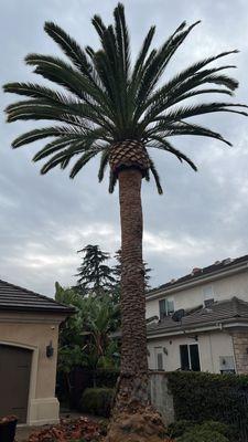 Trimming a date palm tree