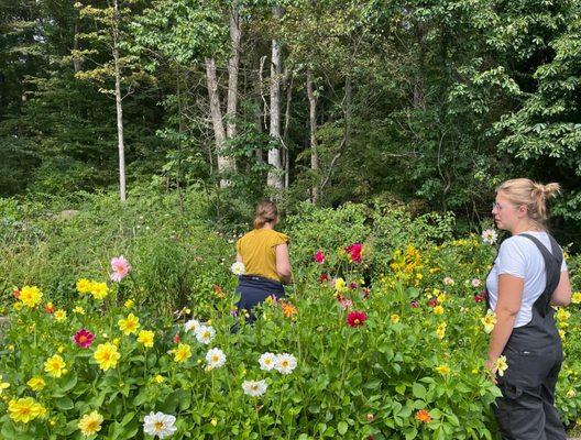 The dahlias are at their peak in the backyard flower garden at Shiloah, Wellspring's residential program for girls.