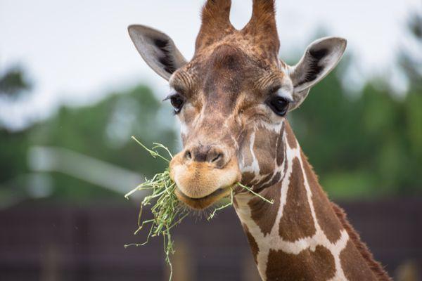 Giraffe feedings available