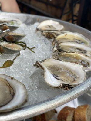 Oysters