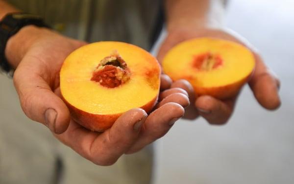 Delicious peach!  Farmer Chuck of Agriberry Farm.