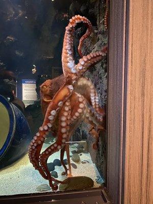 An uncharacteristically active Giant Pacific Octopus!