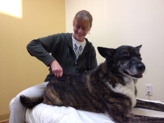 Dr Dawn adjusting a dog