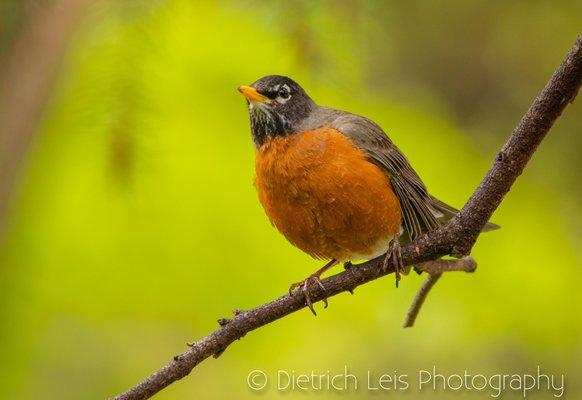 Robins everywhere!