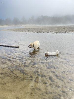 My little girl Pip & my big boy Gus enjoying the water at the Beach.