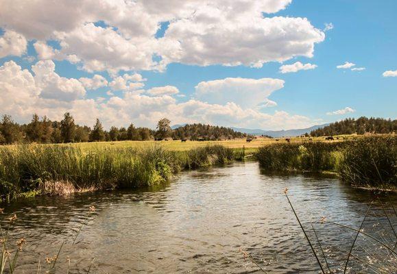 The Shasta river starts at the foot of the mountain.