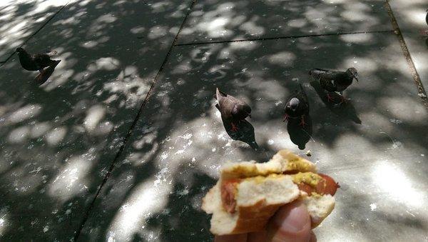 These birds are resdy to jump me for my Nathan's