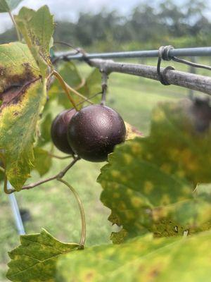 Grapes in the vineyard