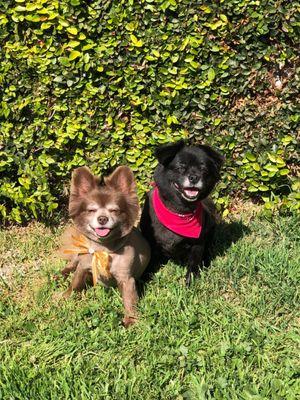 right after a visit to Pet Joy, they still had their little bandanas that they give them after a wash or cut