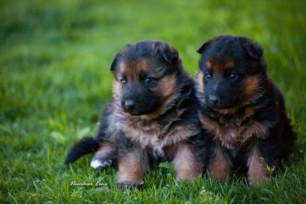 Wonderful Puppies