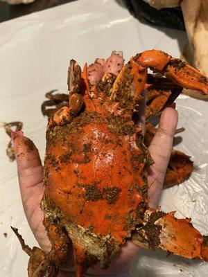 Large crab fits in the palm of my small hand for $100