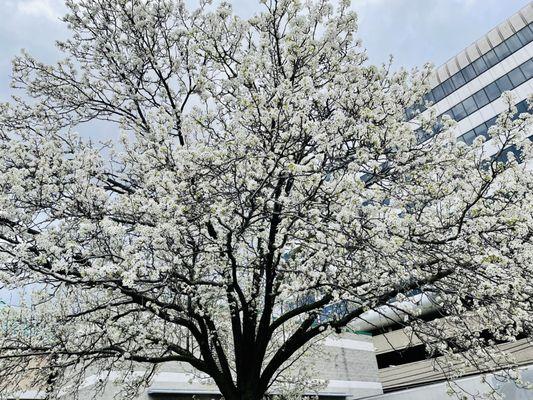 Cherry blossom tree