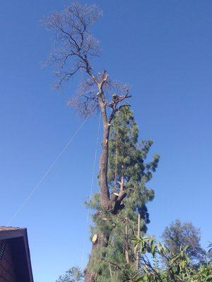 100 year old oak removal Redding California