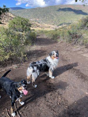 Off leash adventures with Poppy and Powder.