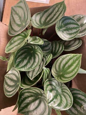 Watermelon peperomia purch 7//20