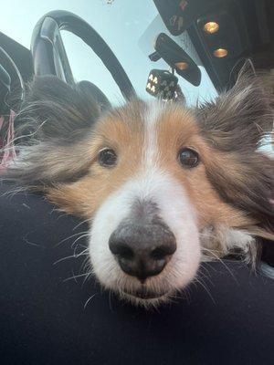 Alexander the Greatest Sheltie of Alltime-here to get some fluids and hopefully feel better