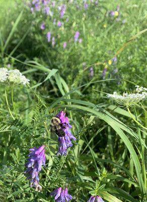 Walk Day 2 on a beautiful weekend; up close with Bumbling Betty the (wait for it) Bumblebee.