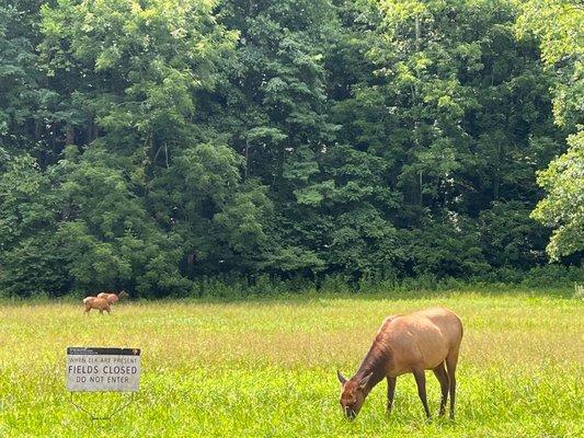 Fields close when elk are present