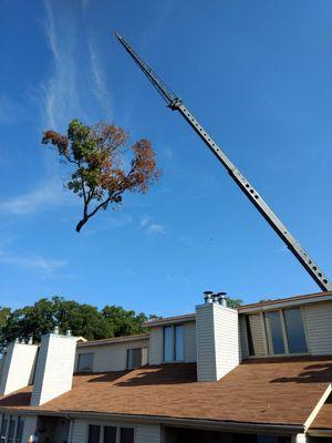 Removing a large dying red oak from behind a condo.