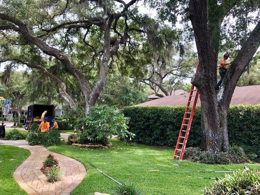 Full yard clean-up