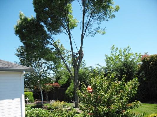 Beaver Tree in the middle of a raywood ash removal