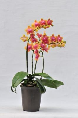 A05724 Phal. Brother Sara Gold-SOR