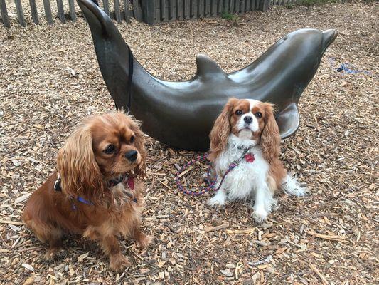 SIT and STAY. Important foundational training. Even if just for a cute photo. (Wish the kids would stay for this long!)